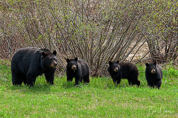 Black Bear Sow with yearling cubs, British Columbia, Canada