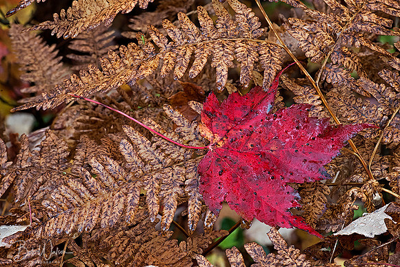 Lone Autumn Maple Leaf