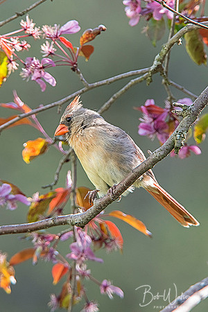 Female North American Cardinal