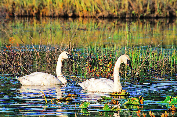 Trumpeter Swans, Alaska