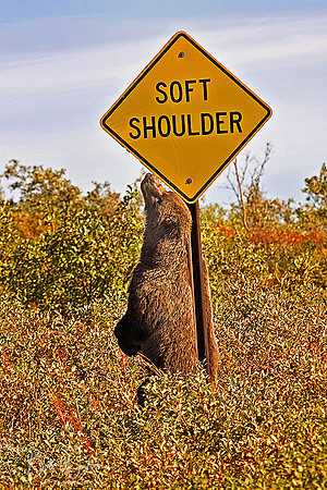 Grizzly Bear in Denali National Park takes a break to scratch his back