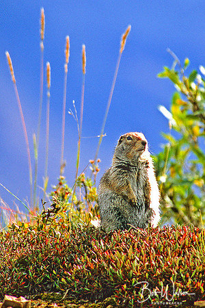 Ground Squirrel