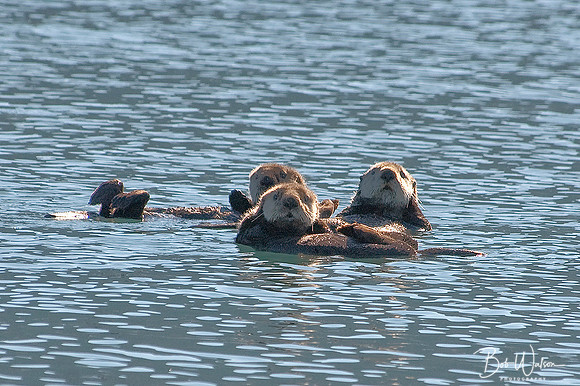 Sea Otters as viewed in Resurrection Bay, Alaska