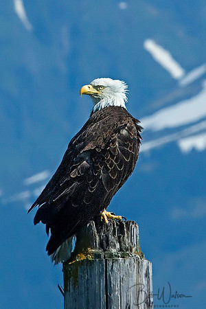 Bald Eagle, Resurrection Bay, Seward, Alaska