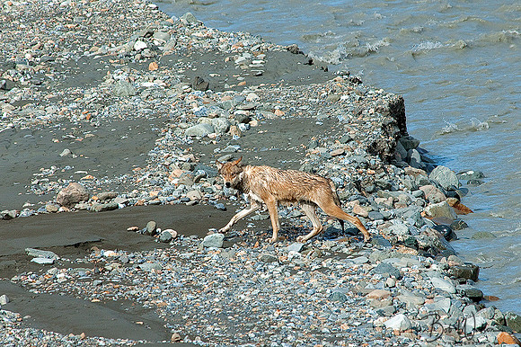 Grey Wolf prepares to swim across the Toklat River in Denali National Park, Alaska