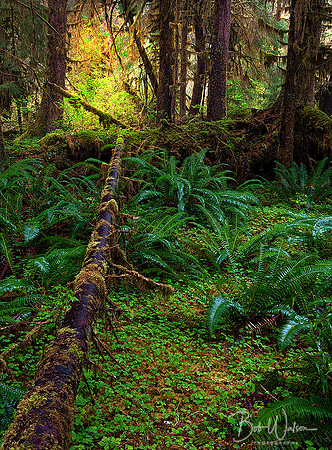 Hoh Rain Forest, Olympic National Park
