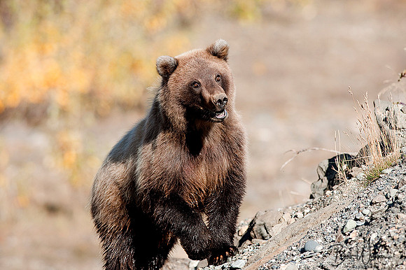 Curious Cub