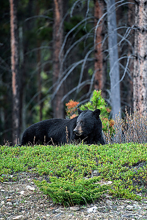 Boar Black Bear