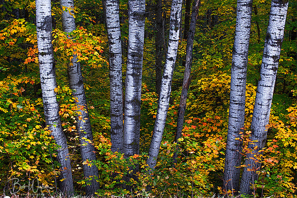Autumn Aspens
