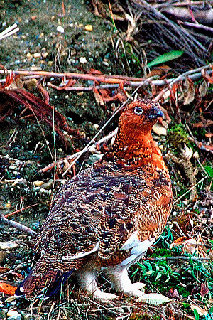 Ptarmigan, the Alaska State Bird