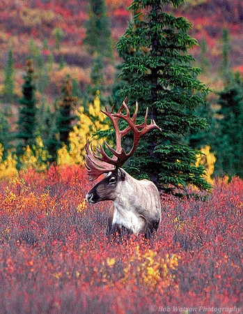 Lone Caribou in Autumn, Denali National Park, Alaska