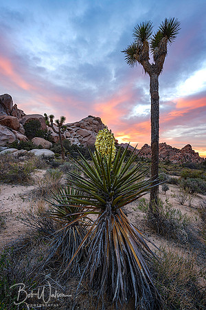 Joshua Tree National Park, California