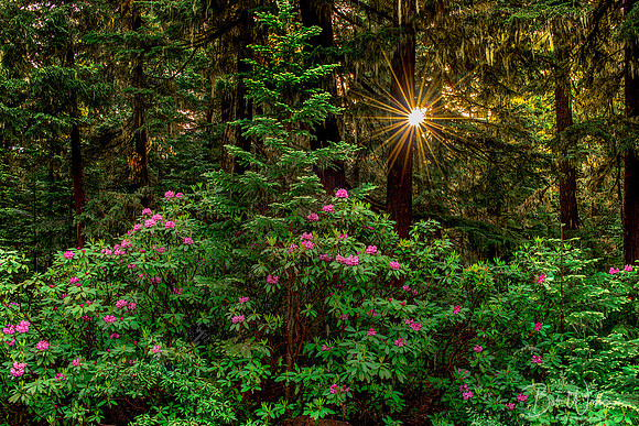 Rhododendrons, Willamette National Forest, Oregon.