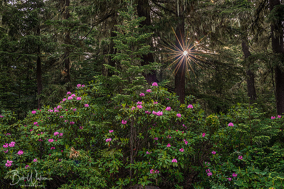 Rhododendrons, Willamette National Forest, Oregon.