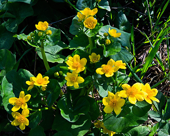 Marsh Marigolds, Potato Creek State Park