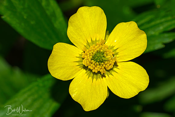 Swamp Buttercup grows in Warren Woods, Southern Michigan