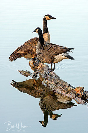Canada Geese mates pose on a log at Potato Creek State Park, Indiana