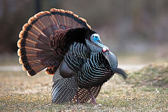 Tom Wild Turkey