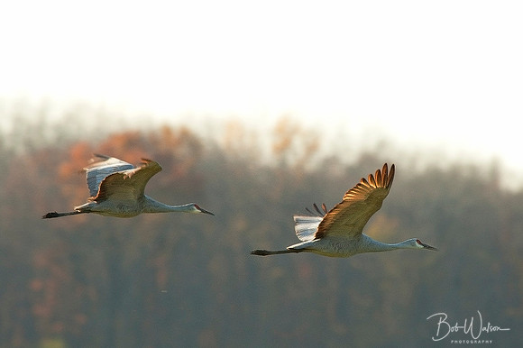 Sandhill Cranes at Jasper-Pulaski Fish and Wildlife Area, Northern Indiana