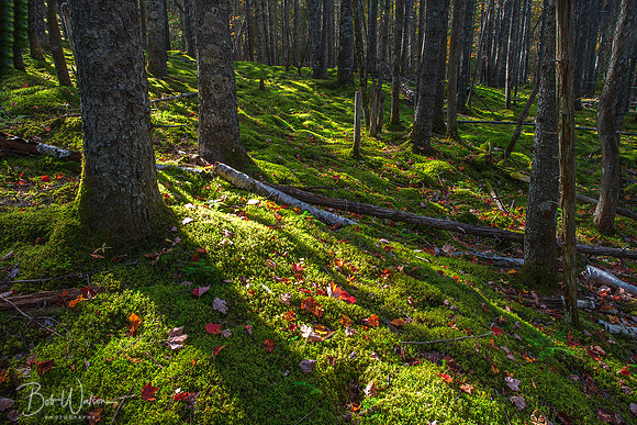 Moss Covered Forest, Acadia National Park, Maine