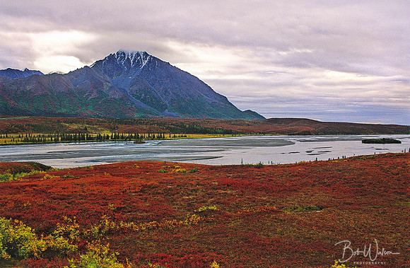 Brilliant fall wetland area on the Denali Highway between Paxon and Cantwell