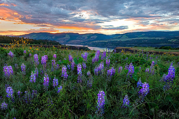 Wild Lupine - Columbia River Gorge