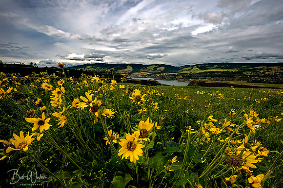 Arrowleaf Balsamroot - Columbia River Gorge