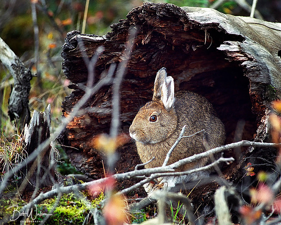 Snowshoe Hare found shelter in a hollow log, Denali National Park, Alaska