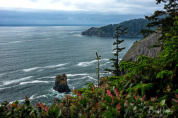 Cape Falcon, Oregon Coast