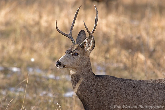 Mule Deer