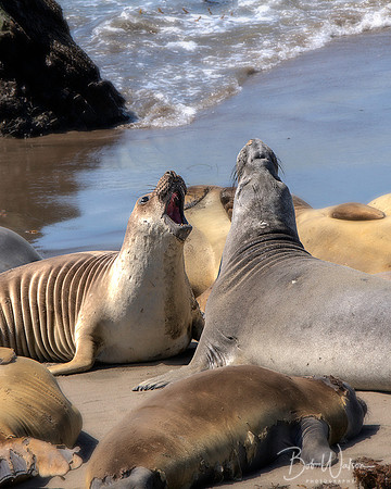 Male and Female Northern Elephant Seals Play Fight at Piedras Blancas Elephant Seal Rookery, California