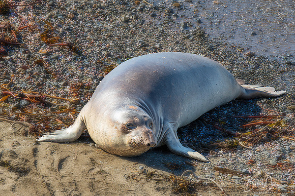 Northern Elephant Seal Spring Pup at  Piedras Blancas Elephant Seal Rookery, California