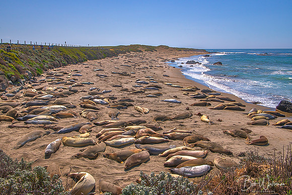 Piedras Blancas Elephant Seal Rookery, California