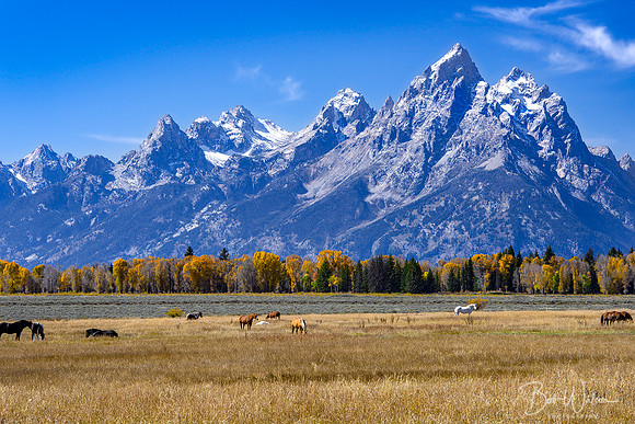 Horses graze along the Snake River in Jackson Hole Valley beneath the towering Grand Tetons