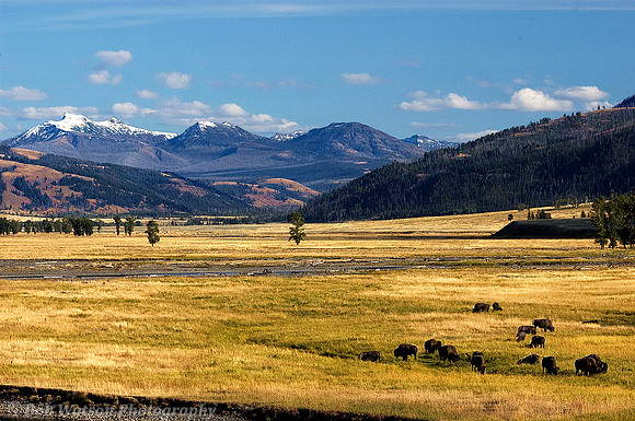 Serengiti of America