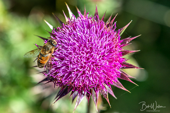 Thistle Flower, Grand Teton National Park