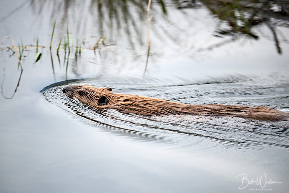 Beaver, Grand Teton National Park