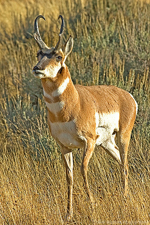 Male  Pronghorn (Antelope)