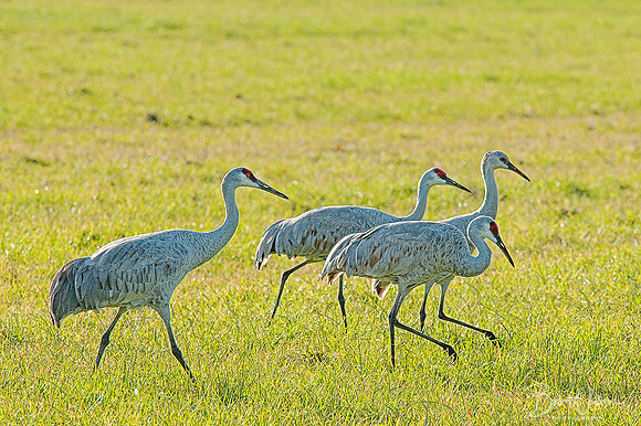 Sandhill Cranes at Jasper-Pulaski Fish and Wildlife Area, Northern Indiana