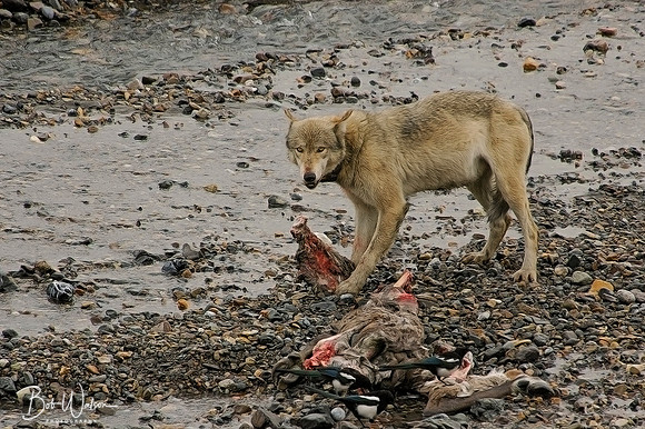 East Fork Toklat Wolf Pack with prey, Denali National Park, Alaska