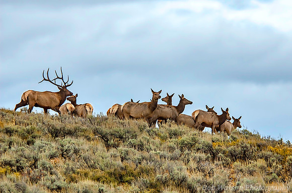 Bull Elk with harem, Grand Teton National Park, Wyoming