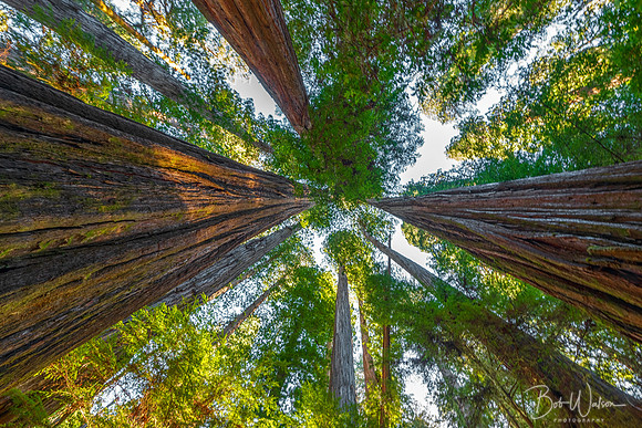 "The Tall Ones", Jedediah Smith Redwoods State Park, California