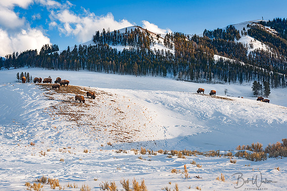 Bison in Yellowstone National Park