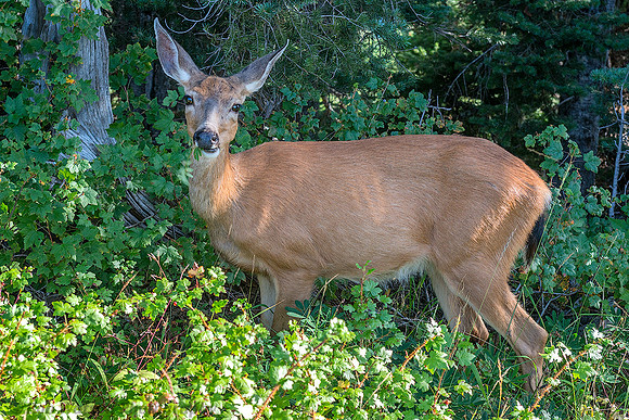 Mule Deer (Black-tail), Olympic National Park