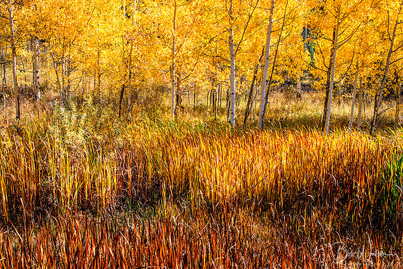 Layers of autumn's brilliant colors blanket Grand Teton National Park, Wyoming