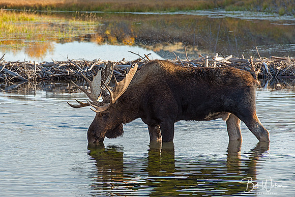 Bull Moose from Grand Teton National Park