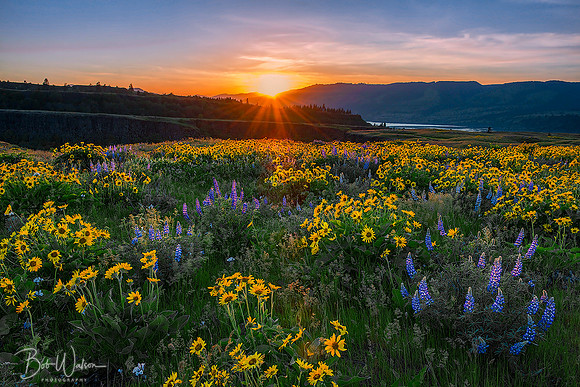 Spring Wildflowers of the Columbia River Gorge, Oregon