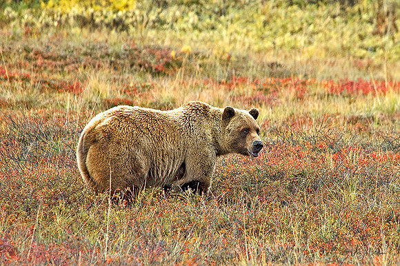 Grizzly Bear Sow