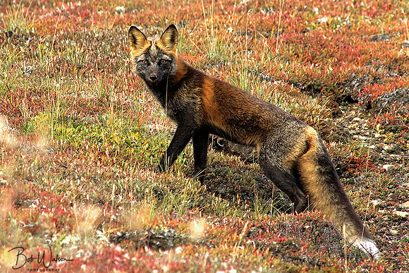 Red Fox (Cross Color Variation)