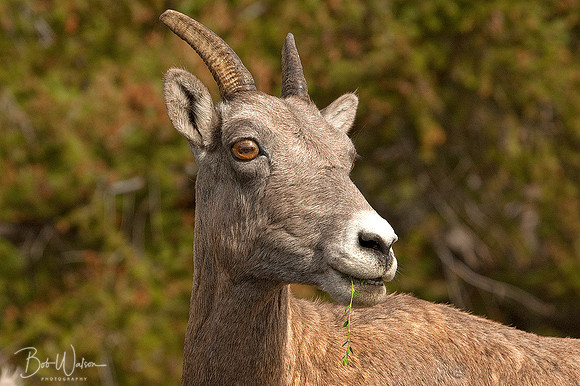 Ewe Rocky Mountain Bighorn Sheep